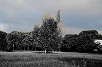 Bloemendaal, arbre