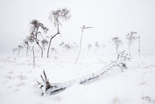 Noir Flohay in winter