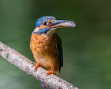Trotse ijsvogel moeder met een vis voor haar kinderen van Jasmijn Fotografeert thumbnail