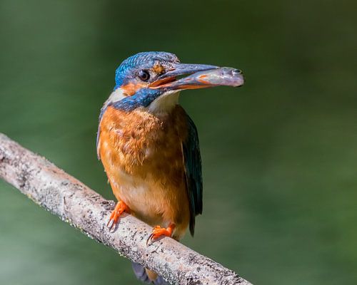 Stolze Eisvogelmutter mit einem Fisch für ihre Kinder