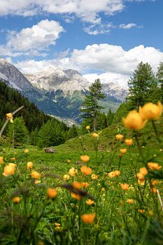 Alpine meadow with troll flowers