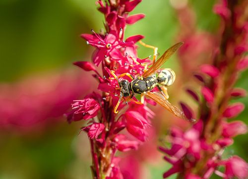 Macro van een wesp op een bloem van rode duizendknoop