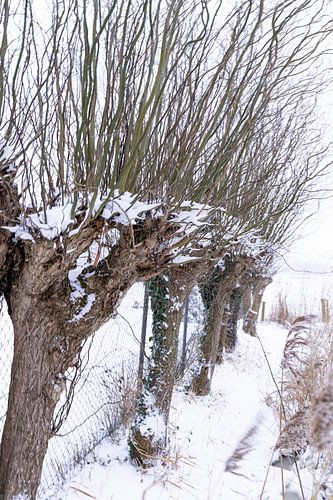 Knotwilgen in een winterslandschap!