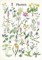 Plants