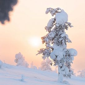 Jungfräuliche weiße Landschaft in Lappland mit Sonnenaufgang | Reisefotografie Druck | Saariselkä Finnland von Kimberley Jekel