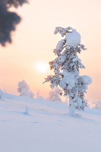 Jungfräuliche weiße Landschaft in Lappland mit Sonnenaufgang | Reisefotografie Druck | Saariselkä Finnland von Kimberley Jekel