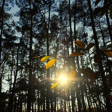 golden hour van Ann Beckers