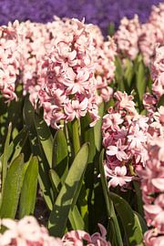 Hyacinths by Maria Nevels