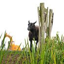 Het eenzame zwarte schaap van Adri FRIJTERS thumbnail