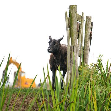 Het eenzame zwarte schaap