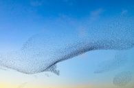 Spreeuwen zwerm in de lucht tijdens zonsondergang van Sjoerd van der Wal Fotografie thumbnail