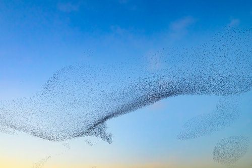 Spreeuwen zwerm in de lucht tijdens zonsondergang