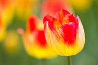 Tulipe Jaune & Rouge von Renald Bourque Miniaturansicht