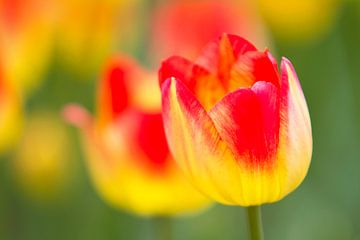 Tulipe Jaune & Rouge von Renald Bourque