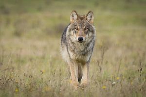 Der Wolf in den Niederlanden