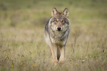 Le loup aux Pays-Bas sur Menno Schaefer
