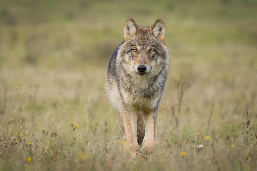 Der Wolf in den Niederlanden von Menno Schaefer