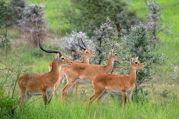 Oegandese grasantilope (Kobus thomasi), Nationale parken van Oeganda van Alexander Ludwig