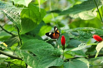 vlinder op bloem van Paul’s Fotografie