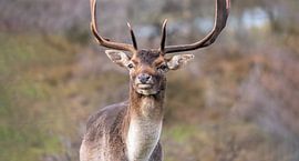 Hirsche mit großem Geweih in den Dünen - Damhirsche von Jolanda Aalbers
