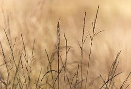 Hoge Veluwe by Marieke Deinum