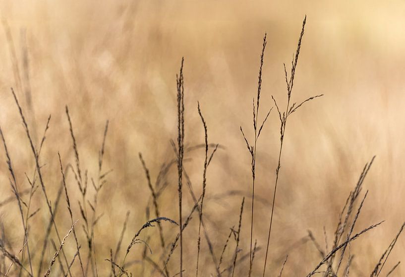 Hoge Veluwe van Marieke Deinum