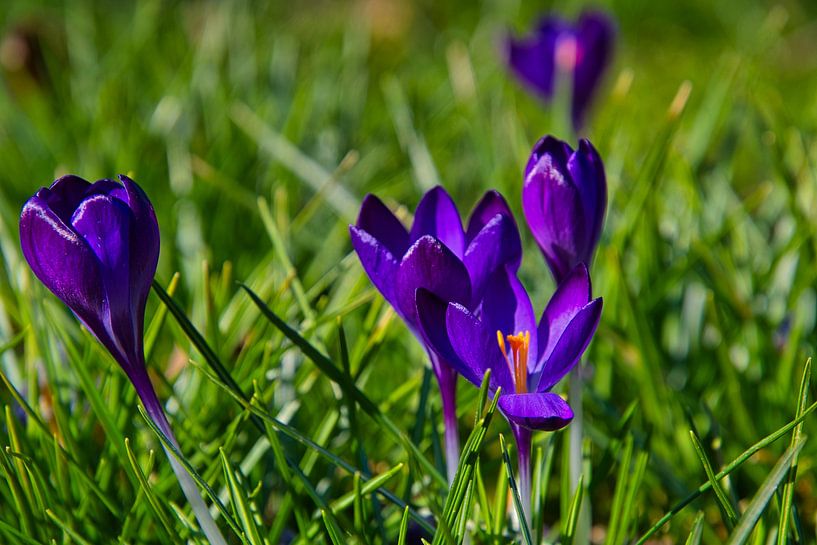 Krokusblüte in der Ortenau von Tanja Voigt
