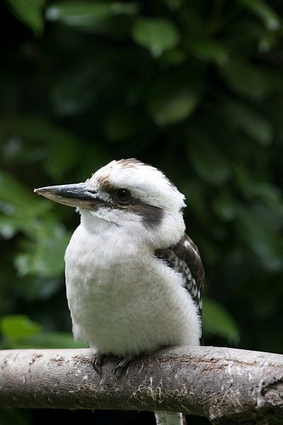 The kookaburra by W J Kok