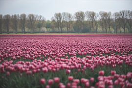 A field of pink tulips by Marjolijn Barten