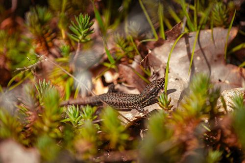 Zandhagedis tussen de bossage