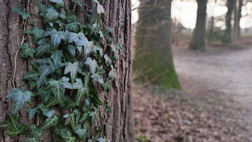 klimop groeit omhoog