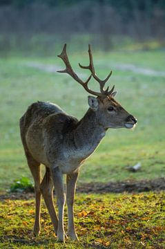 young fallow deer buck sur Andrea Ooms