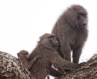 Monkies