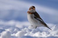 A snow bunting in winter by Claude Laprise thumbnail