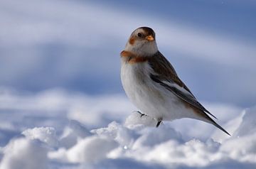 A snow bunting in winter by Claude Laprise