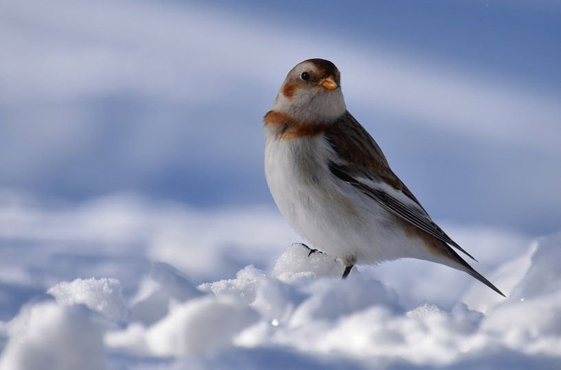 A snow bunting in winter by Claude Laprise