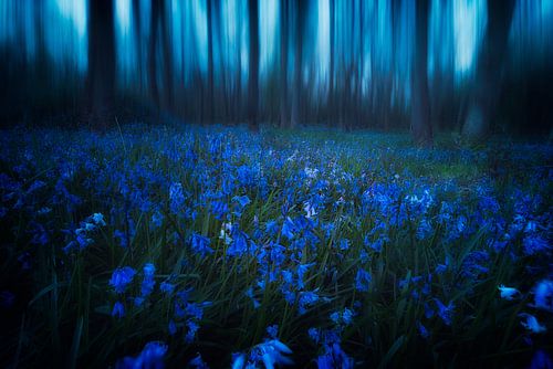 Midnight Psychedelics