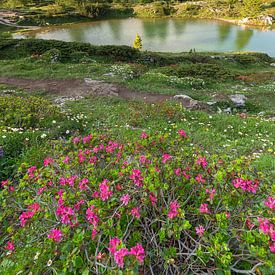 Bloei in alpine terrein omringd door magische bergen van Anselm Ziegler Photography