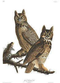 Great Horned Owl