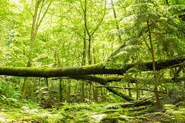 Waldheimat von Guenter Purin