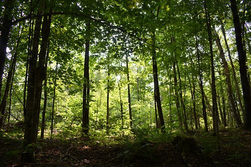 Een loofbos in de zomer