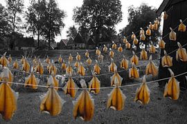 Herringhappen von denk web