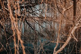 Pond by Werner Lantinga