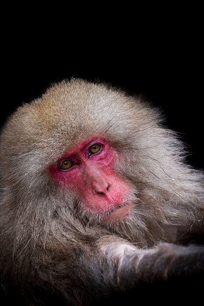 Eindringliches Porträt eines japanischen Schneeäffchens von Hilda Weges