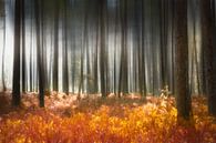 Geheimnisvoller Wald im Herbst von Arjen Roos Miniaturansicht