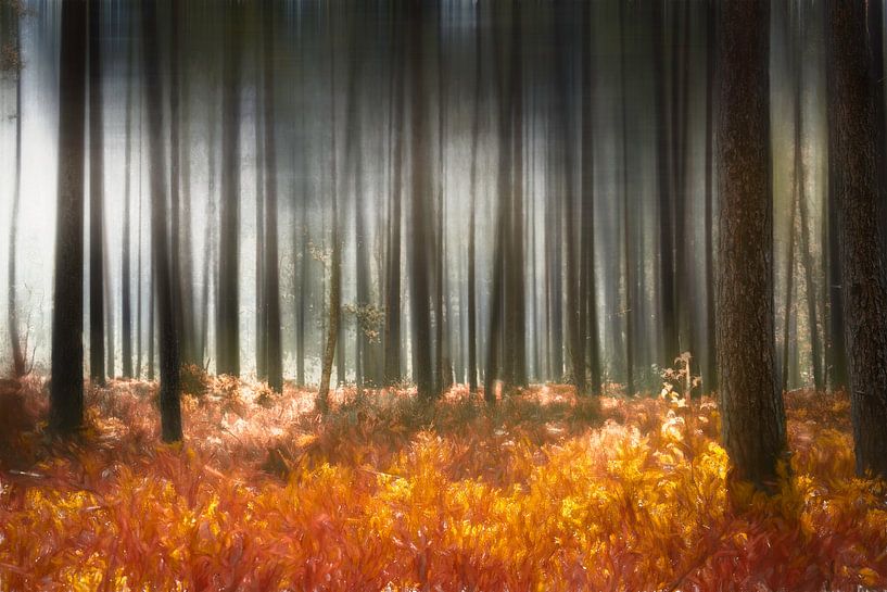 Geheimnisvoller Wald im Herbst von Arjen Roos