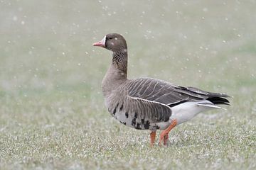 Witkopgans ( Anser albifrons ) loopt over een weide in winterse sneeuwval, wilde dieren, Europa.