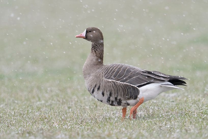 Oie à front blanc (Anser albifrons) traversant une prairie en hiver sous la neige, faune sauvage, Eu par wunderbare Erde