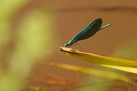 libellules sur pierre munch