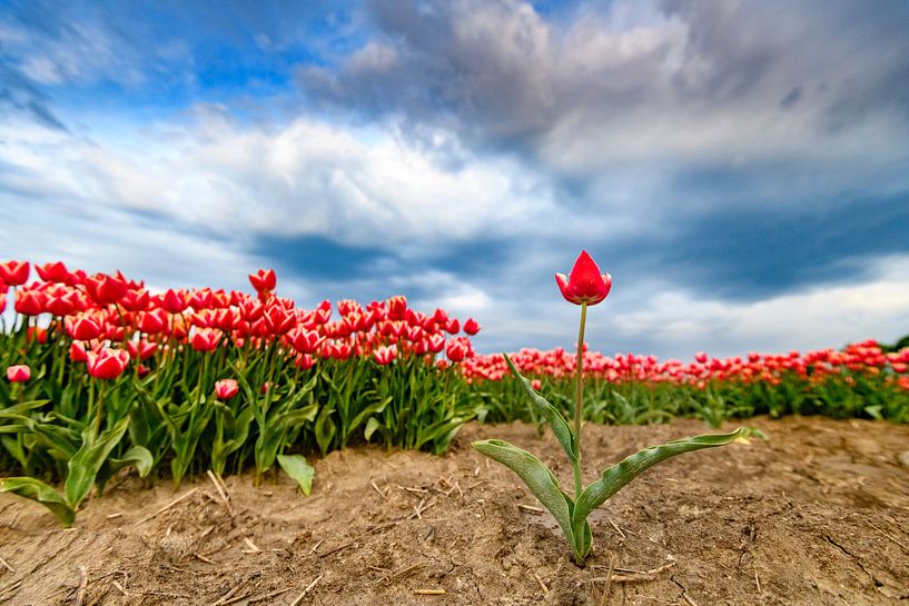 Blühende rote und rosa Tulpen auf einem Feld von Sjoerd van der Wal Fotografie